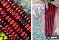 Jimmy Red Corn Saved From Extinction for Whiskey and Grits