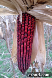Jimmy Red Corn Saved From Extinction for Whiskey and Grits 2 Deep red Jimmy Red corn kernels on the cob