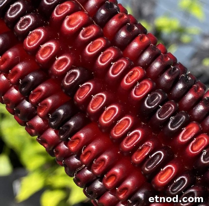 Jimmy Red Corn Saved From Extinction for Whiskey and Grits 11 Package of Jimmy Red corn seeds