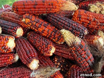 Jimmy Red Corn Saved From Extinction for Whiskey and Grits 12 Dried red corn cobs used for cooking or decorating