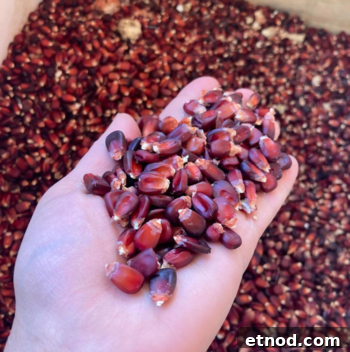 Jimmy Red Corn Saved From Extinction for Whiskey and Grits 3 Red heirloom corn cobs with dark red kernels