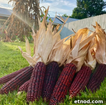 Jimmy Red Corn Saved From Extinction for Whiskey and Grits 4 Close view of red corn kernels