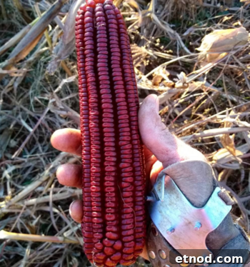 Jimmy Red Corn Saved From Extinction for Whiskey and Grits 6 Harvested Jimmy Red corn cobs