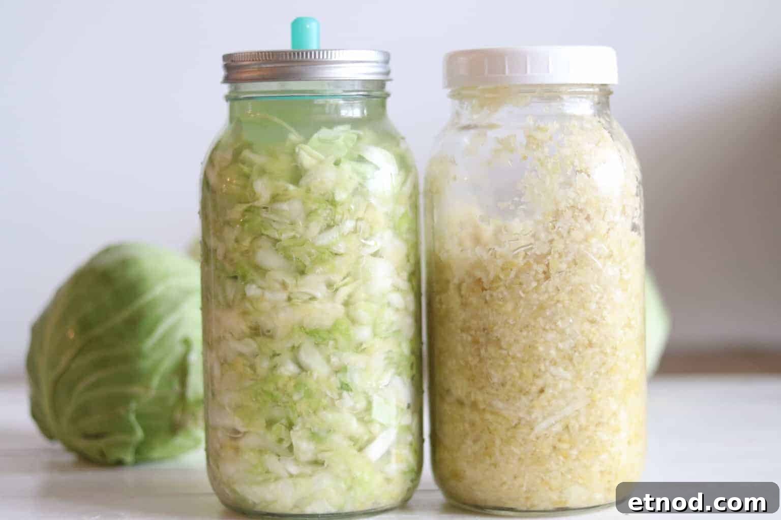 Quick 2-Ingredient Sauerkraut Recipe for Tangy Homemade Ferment 8 Two jars of sauerkraut sitting on white table with cabbage in background.
