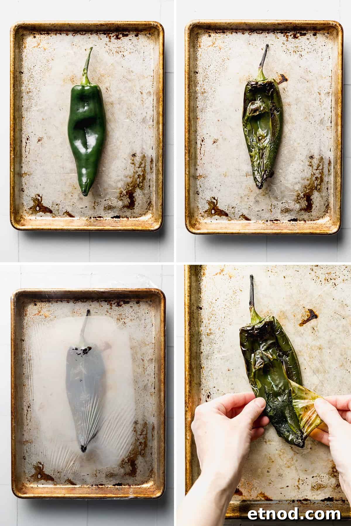 Poblano pepper on sheet pan is charred and roasted, skin pulled from the pepper.