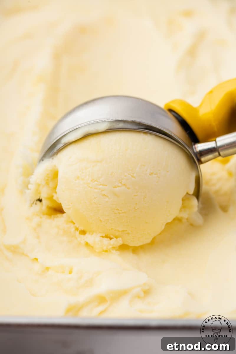 Creamy Mascarpone Gelato Recipe: Rich, No-Churn Dessert 5 closeup view of a metal ice cream scoop scooping homemade mascarpone ice cream out of a metal loaf pan.