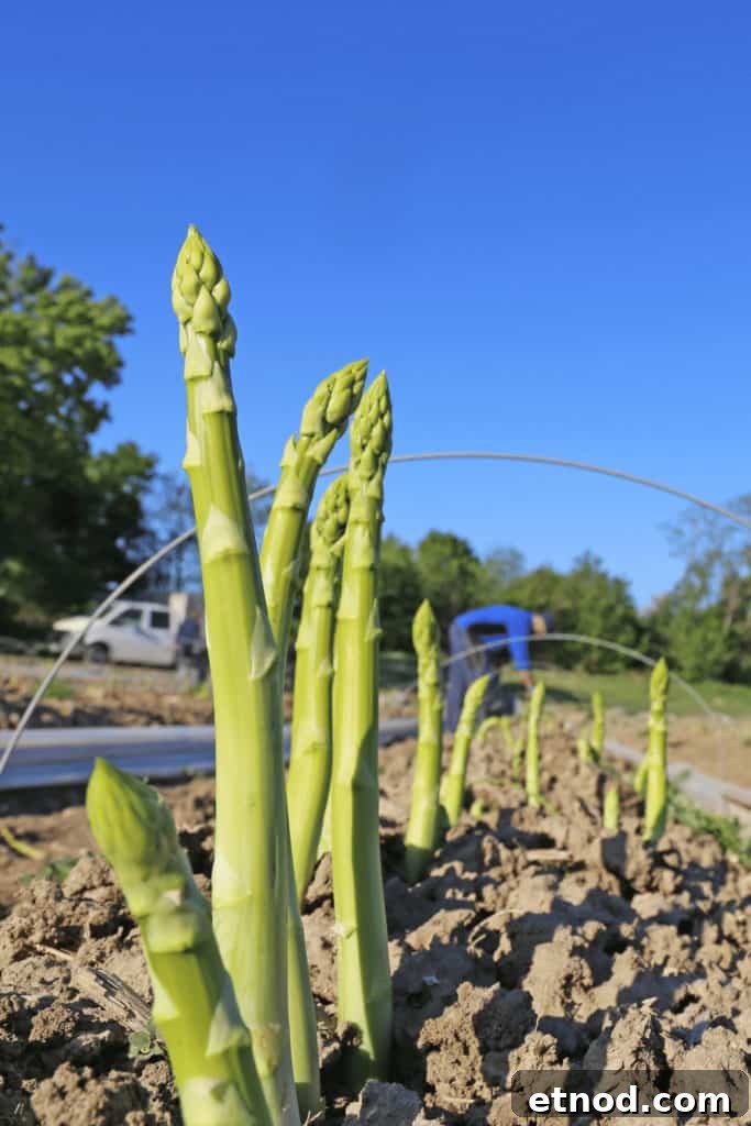Fresh Asparagus Fresh Asparagus