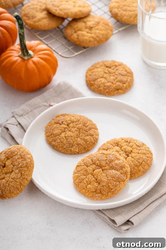 Chewy Pumpkin Snickerdoodles Recipe for Fall Baking 4 Three pumpkin snickerdoodles on a white plate with more cookies scattered around the plate.