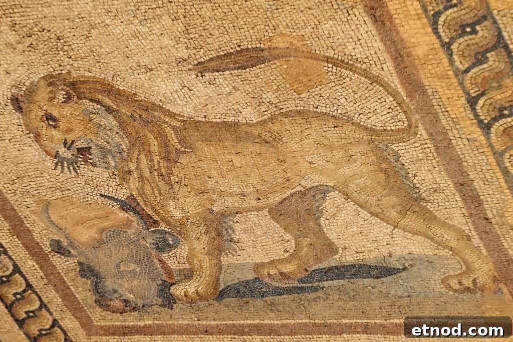 Terracotta Houses of Ephesus, Turkey: Visitor Guide & Tips 8 Lion on floor of Terra Cotta House